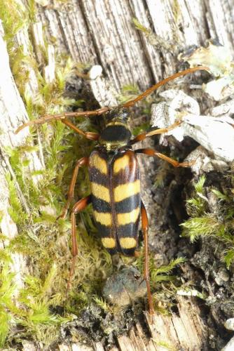 Réf. 260 242 : Leptura aurulenta